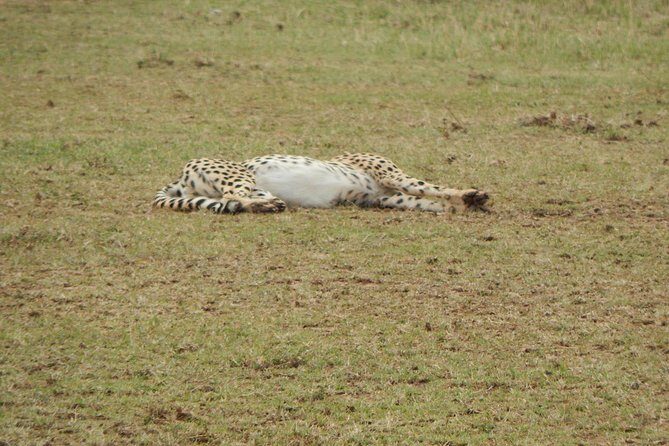 4 days Tarangire, Serengeti & Ngorongoro - Final Thoughts