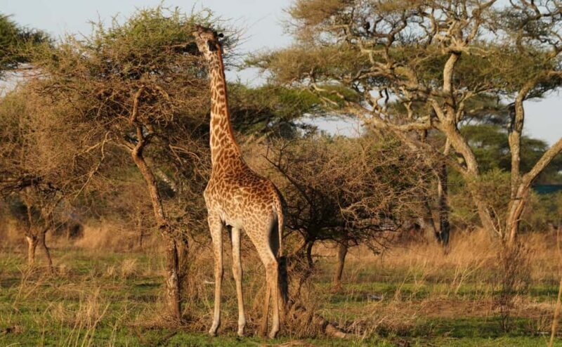 4 Days Tarangire, Serengeti, Ngorongoro Group Camping Safari - Key Points