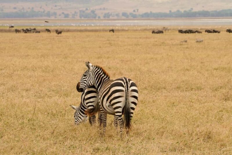 4 Days Tarangire, Serengeti, Ngorongoro Group Camping Safari - An In-Depth Look at the 4-Day Safari Experience