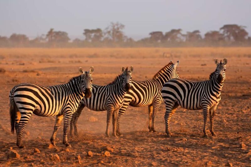 4 Days Tarangire, Serengeti, Ngorongoro Mid-range Safari - The Itinerary: What to Expect on Your 4-Day Tanzanian Safari