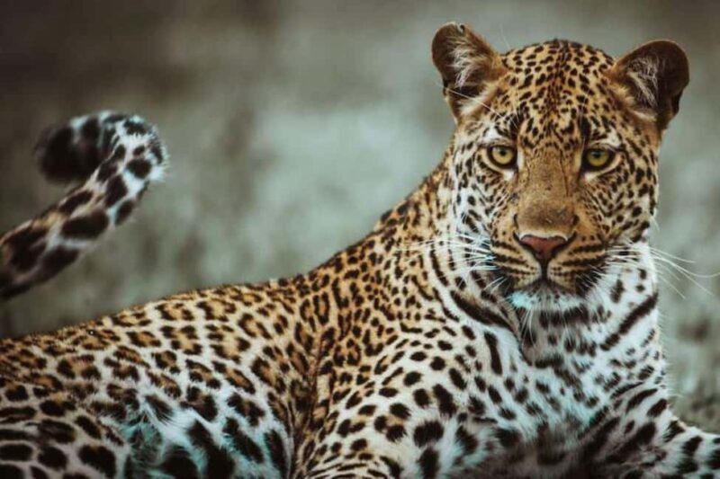 4 days: The Wonders of Tanzania. - Exploring the Itinerary: What to Expect