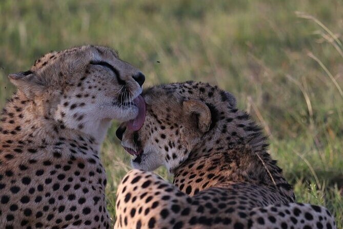 4 Days Tour Landcruiser in Masai Mara and Lake Nakuru - FAQ