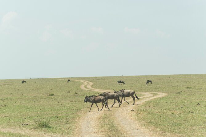 4-Days Tour to Tanzania National parks - Authentic Experiences and Insights from Reviews