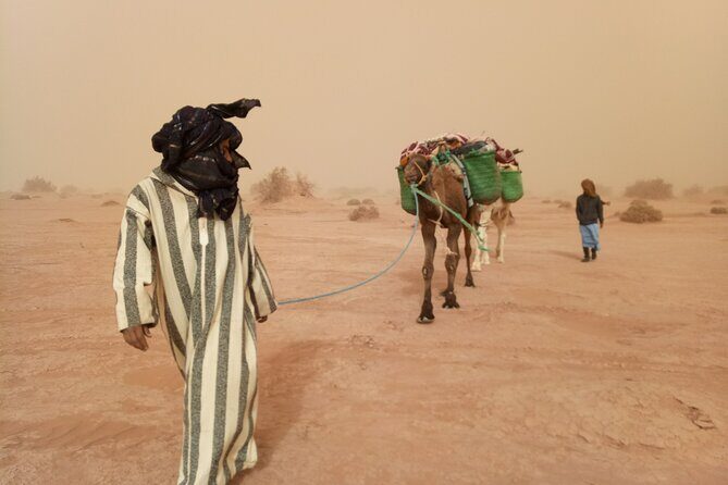 4 days trek - The legs of camels - An In-Depth Look at the 4-Day Camel Trek