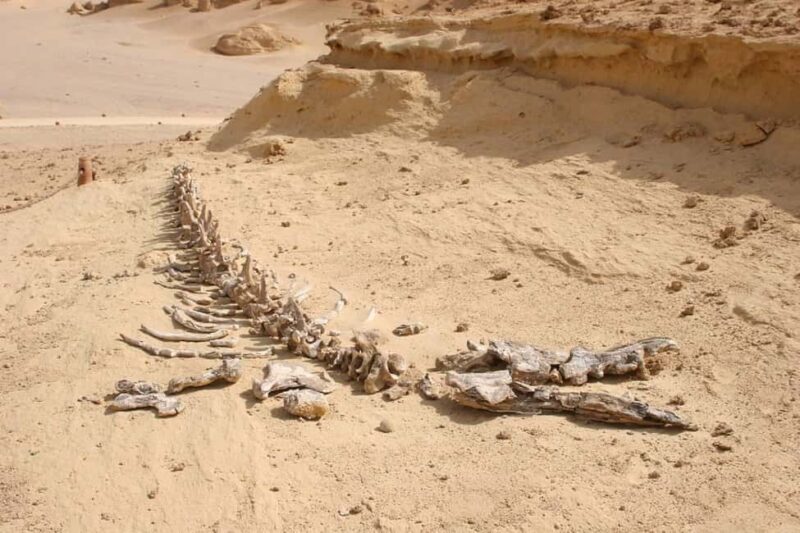 4 Days Trip to El-Fayoum, White Desert and Bahariya Oasis - Key Points