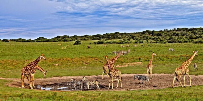 4 days Tsavo East, Amboseli and saltlick lodge safari - What Makes This Tour Stand Out?
