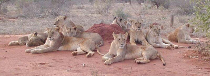 4 days Tsavo East, Amboseli and saltlick lodge safari - The Sum Up