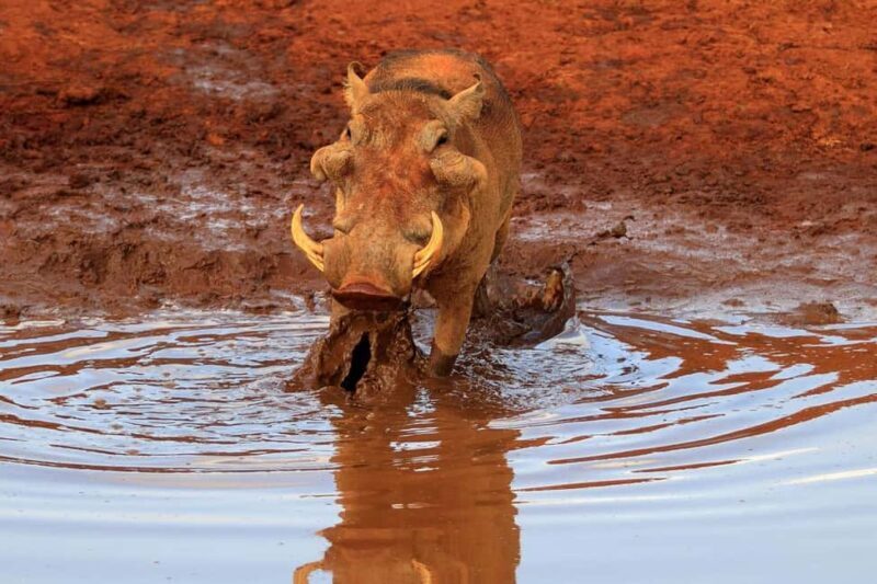 4 Days Tsavo East & Tsavo West safari from Mombasa - Key Points  
