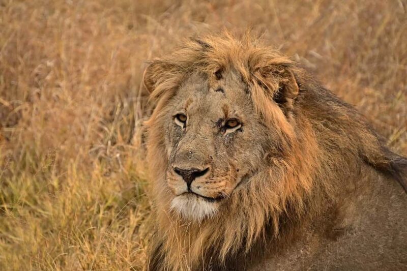 4 Days Tsavo East & Tsavo West safari from Mombasa - Full-Day Exploration of Tsavo East