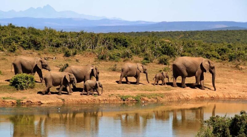 4 Days Tsavo East & Tsavo West safari from Mombasa - Transition to Tsavo West and the Ultimate Wilderness Experience