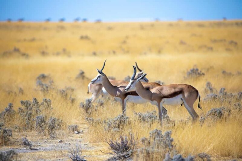 4 Days Tsavo East & Tsavo West safari from Mombasa - What’s Included and What’s Not