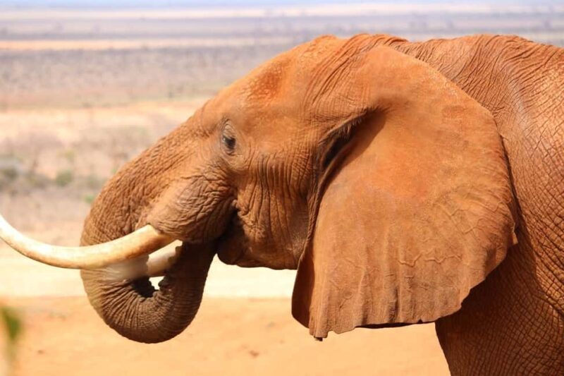 4 Days Tsavo East & Tsavo West safari from Mombasa - Practical Considerations and Tips