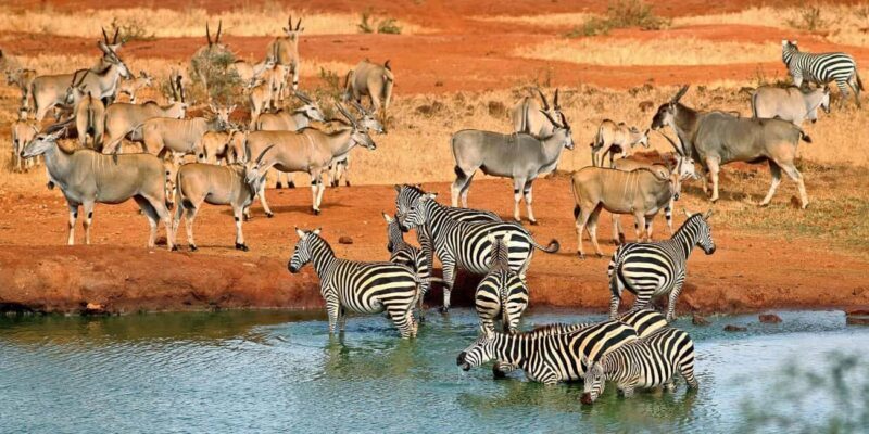 4 Days Tsavo East/West & Amboseli National Park From Mombasa - Exploring the 4-Day Safari: An In-Depth Look