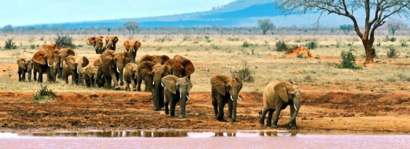 4 Days Tsavo East/West & Amboseli National Park From Mombasa - Practical Details: What to Know Before Booking