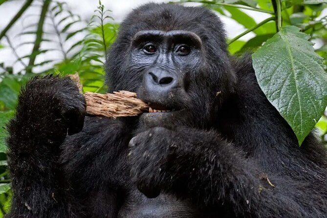4 Days Uganda Gorilla and Wildlife Tour - Key Points  