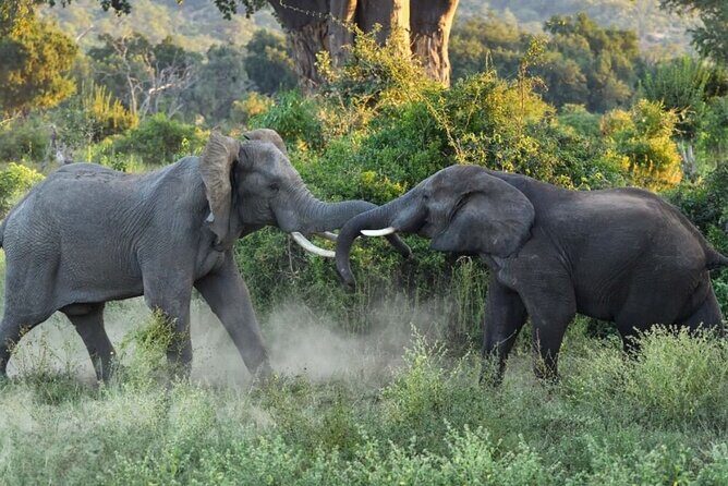 4 Days Victoria Falls Safari Tour & Chobe National Park game drive - FAQ