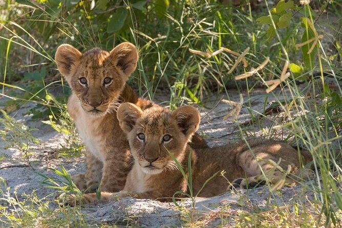 4 Days Victoria Falls Zimbabwe with Chobe National Park Safari Botswana and Livingstone Zambia - Key Points