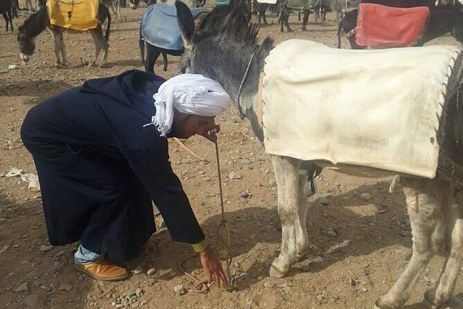 4-Days VIP Small Group Desert Tour Marrakech to Fez or Marrakech - Who Would Love This Tour?