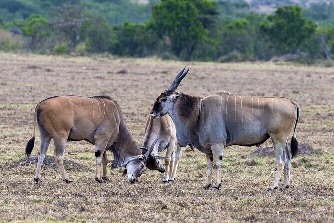4 Days wildebeest lake nakuru masai mara safari - The Itinerary Breakdown