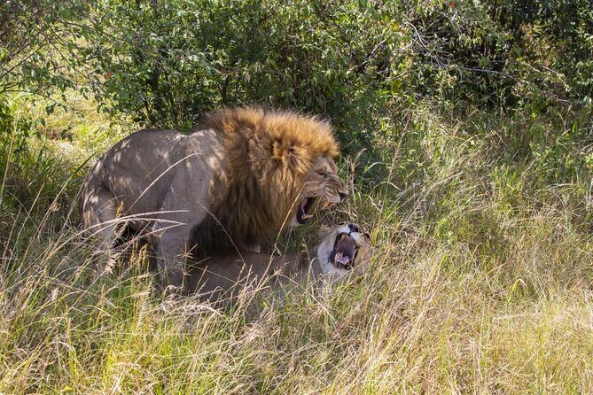 4 Days wildebeest lake nakuru masai mara safari - Who Will Love This Safari?