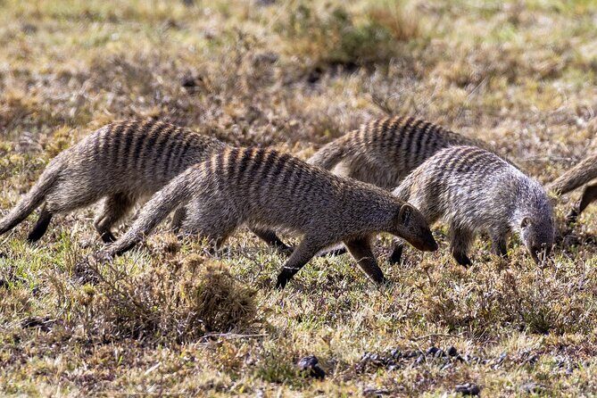 4 Days wildebeest lake nakuru masai mara safari - The Sum Up