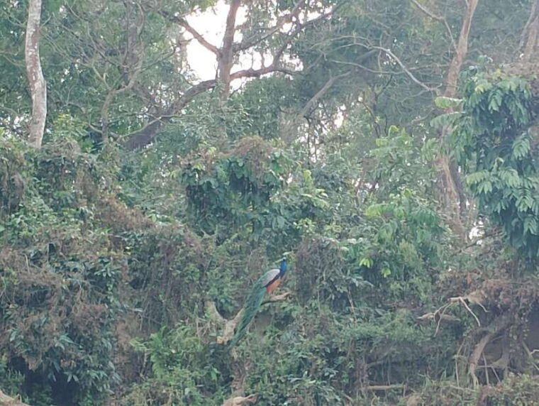 4-days-with-one-tower-night-stay-in-chitwan-national-park