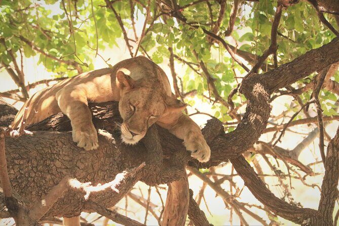 4 Days:tanzania Budget Safari - Key Points