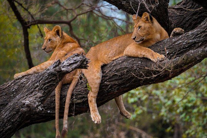 4 Days:tanzania Budget Safari - Final Thoughts: Is This Tour Right for You?
