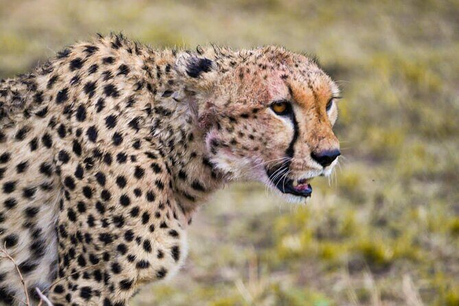 4 Days:tanzania Budget Safari - Frequently Asked Questions