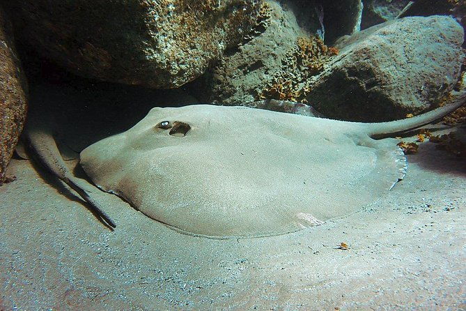 4-diving-sites-scuba-diving-package-in-gran-canaria