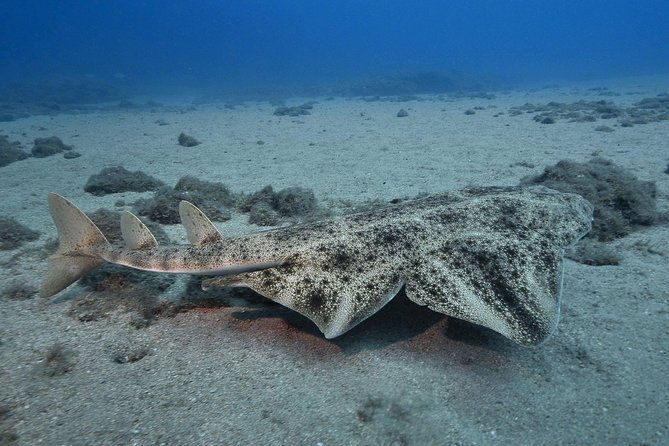 4-diving-sites-scuba-diving-package-in-gran-canaria