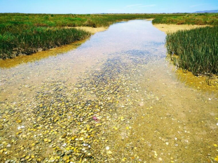 4-hour-classic-boat-cruise-ria-formosa-natural-park-olhao