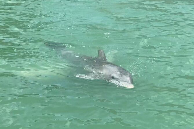 4-hour-dolphin-and-sandbar-cruise-2