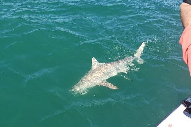 4-hour-fishing-adventure-at-belleair-causeway