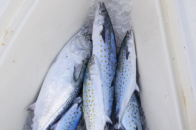 4-hour-fishing-adventure-at-belleair-causeway