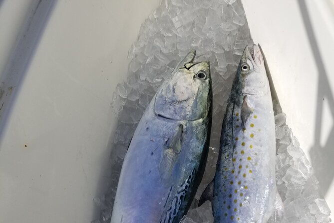 4-hour-fishing-adventure-at-belleair-causeway