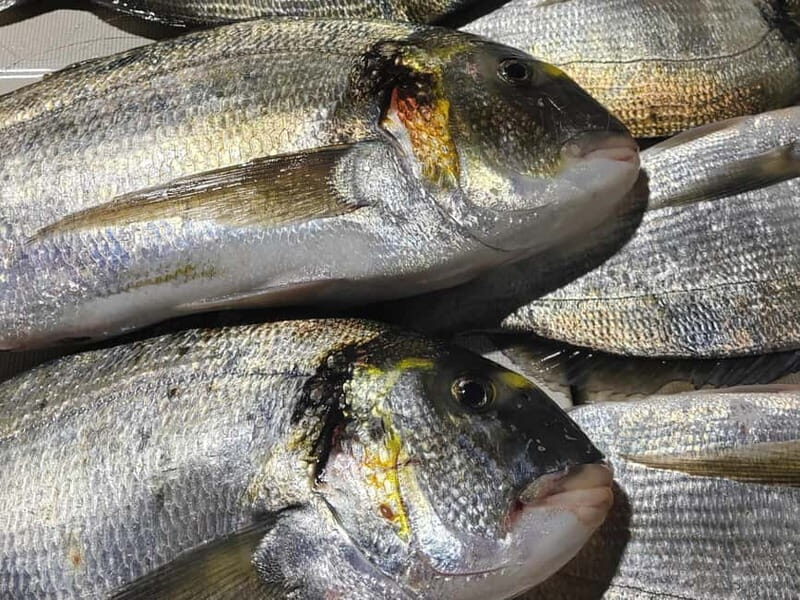 4-hour FISHING DAY by BOAT departing from Hondarribia - Key Points