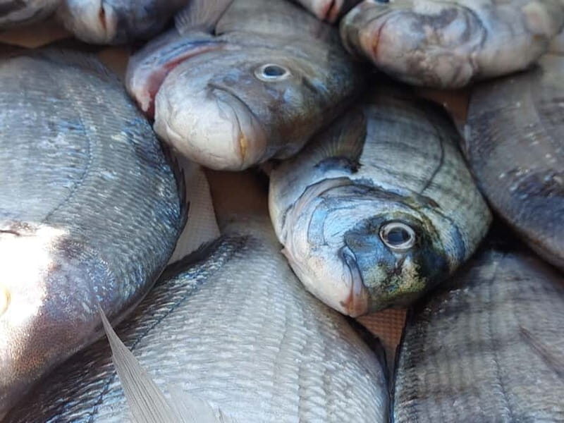 4-hour FISHING DAY by BOAT departing from Hondarribia - The Experience Overview