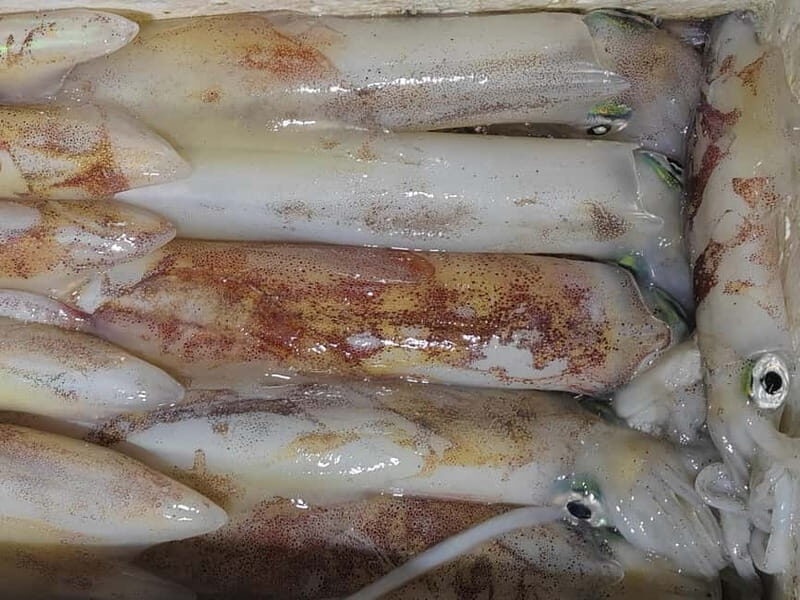 4-hour FISHING DAY by BOAT departing from Hondarribia - The Included Features and Practical Details
