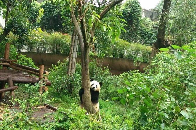 4-Hour Giant Panda Experience Private Tour With Morning Departure - The Practicalities and Logistics