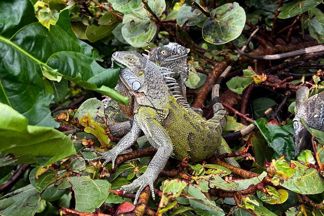 4-hour-guided-atv-quad-tour-of-sint-maarten-st-martin
