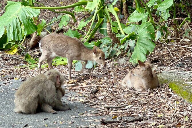 4 Hour Guided Cycling Experience in Yakushima - Who Should Consider This Tour?