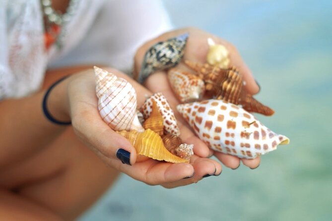 4-hour-kice-island-shelling-trip