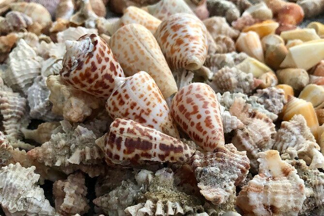 4-hour-kice-island-shelling-trip