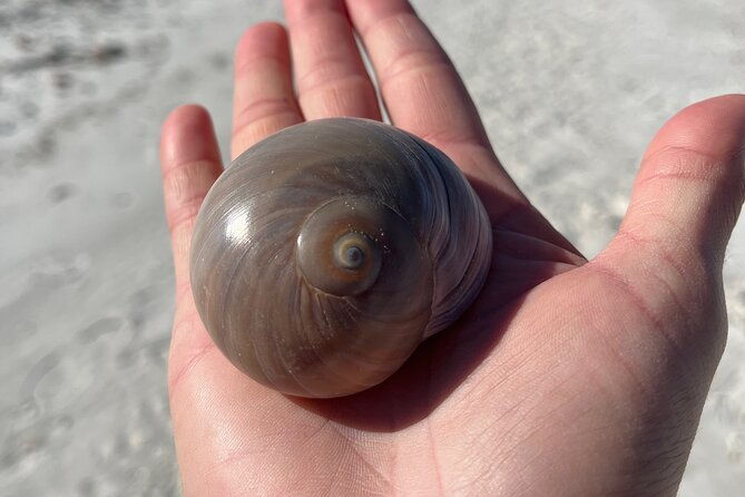 4-hour-kice-island-shelling-trip