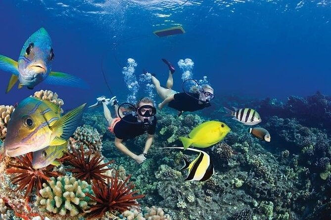 4-hour-koa-kai-molokini-adventure-snorkel