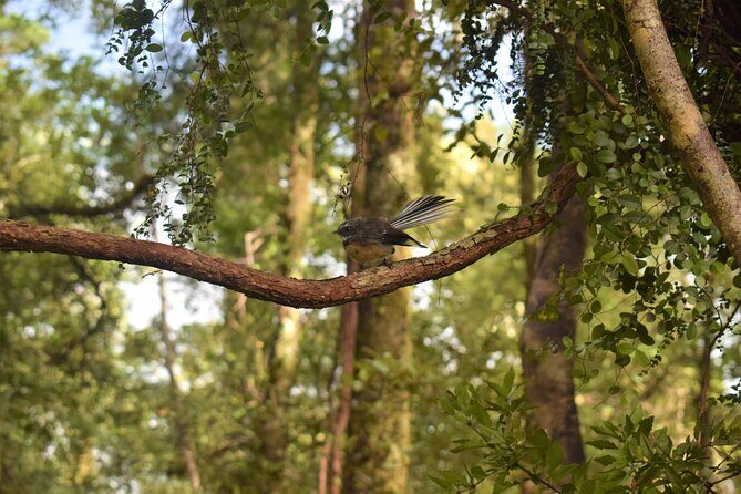 4-hour Lake Mapourika Kayak and Hike adventure, with Okarito Kiwi Sanctuary - FAQs