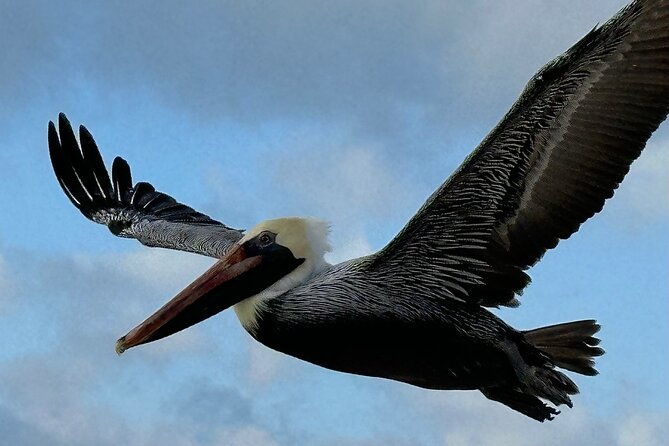 4-hour-pensacola-beach-excursion-with-snorkeling-and-swimming