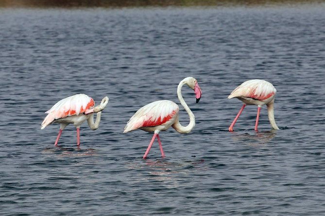 4-hour-private-boat-tour-in-ria-formosa