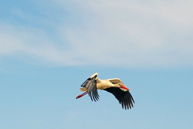 4-hour-private-boat-tour-in-ria-formosa